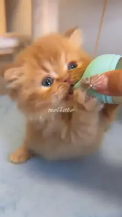 Gatto