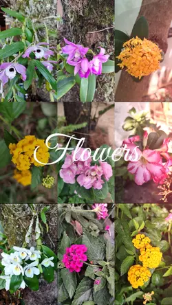 Flowers