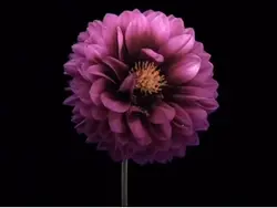 …