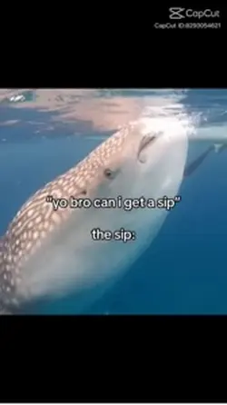 “a sip”