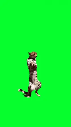 cheetah dance