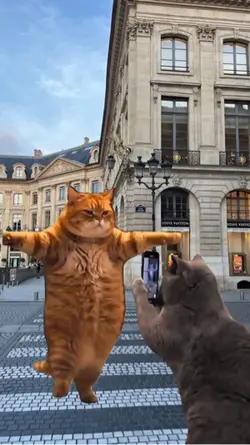Trend mèo nhảy