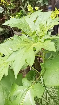 tanaman, plant 