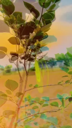 pidan da mahol