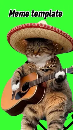 Mexican guitar cat