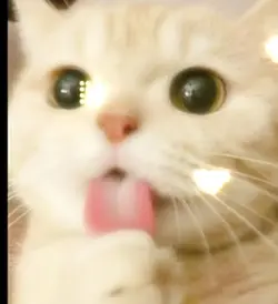 Ginger kitty