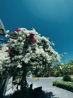 Flower Slow motion 