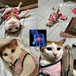 Kucing Tok