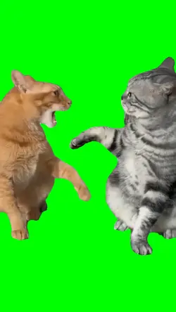Cat Singing