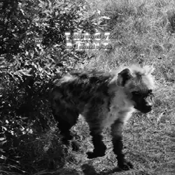 ‼️ Fake!!! ⚠️ | Hyena?