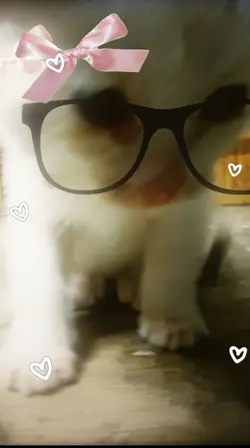 Cat Number 