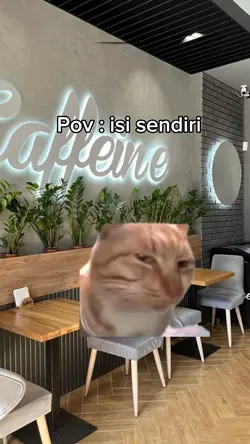 Pov meme kucing