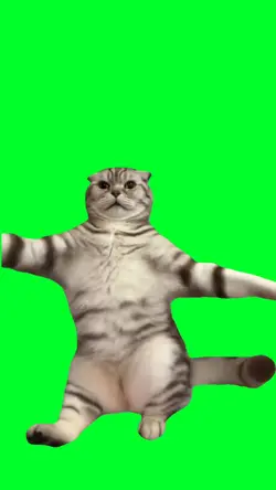 Crazy cat dance