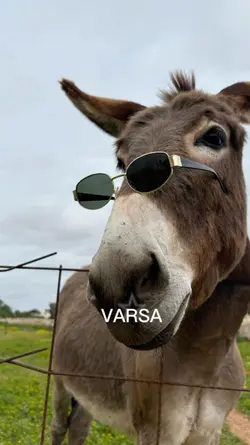 varsa şekerin?