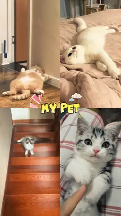 My Pet cute