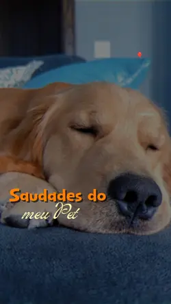 Saudades do meu pet