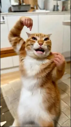 kungfu cat