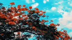 নবীগঞ্জ ফেরিঘাট