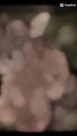Poil d'écureuil x