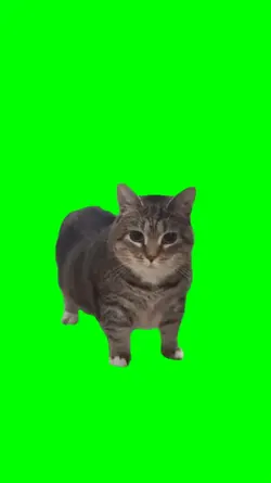 Oiiaoiia Cat meme