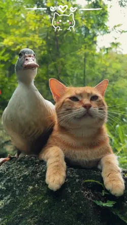 Funny Cat Videos