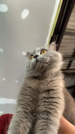 Cat vibes HD