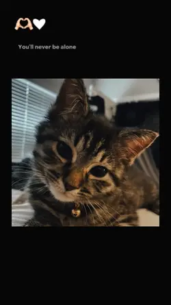 gatinho