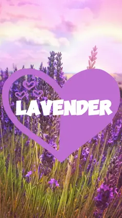 Lavender Love 🪻