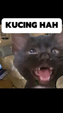 KUCING HAH