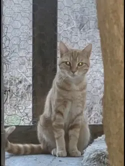 cat turns into a bee