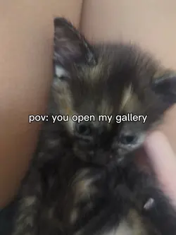 i like cats.