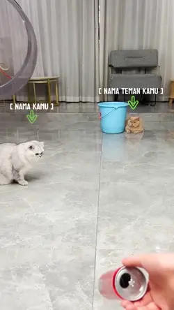 Trio Kucing Pintar