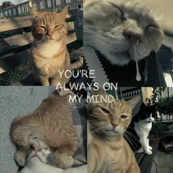 ldr