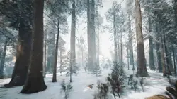 snow forest ⁵
