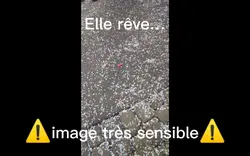 Maltraitance animale