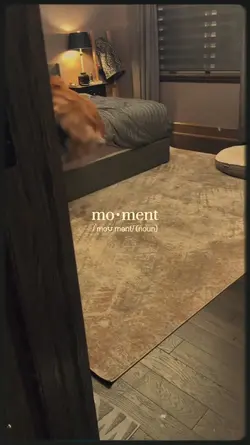 Moment | Pet Day