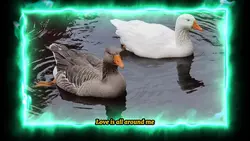 Love is all around