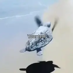 Fly Turtle, FLY