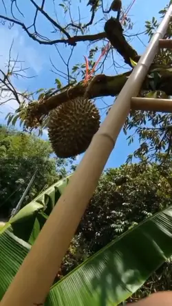 oi apa kau buat tu