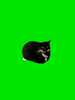 templat cat