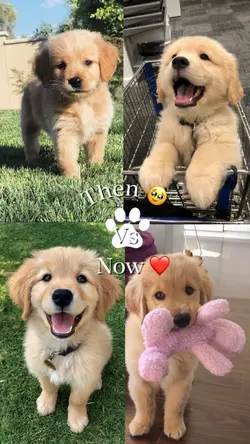 Then Vs Now 🐾