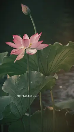 Nếu như mọi thứ
