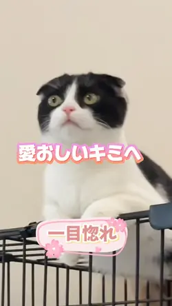 愛おしいキミへ 一目惚れ