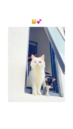 Estetik |kucing lucu