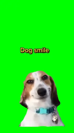 Dog smile 