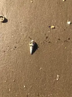 Beach 🏝️ 🐚 