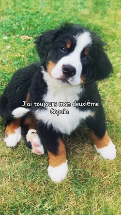 Copain