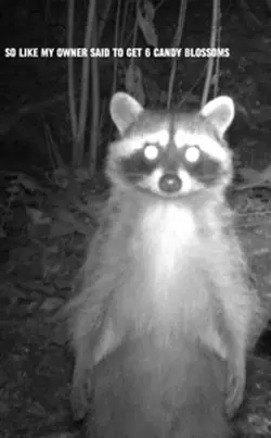 Who raccoon is this😭