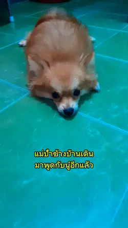ว่านู๋หน้าตาตลก