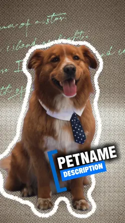 PET INTRO